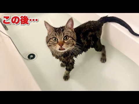 お風呂に入るも盛大に転んでドジを連発してしまった猫