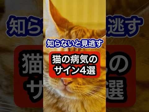 猫の病気のサイン4選を獣医師が解説します #保護猫 #獣医師 #cat #猫 #ネコ #ねこ #ねこのいる生活 #猫のいる暮らし #猫動画 #愛猫 #猫好きさんと繋がりたい