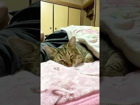 お母さんと添い寝してから朝一緒に起きるまで #甘えん坊 #元野良猫 #かわいい
