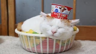 こたつのねこたちLIVE配信　　2025年03月08日