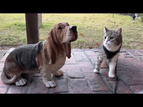 旅館で犬に遭遇しちゃったら猫がまさかのこうなりました…笑