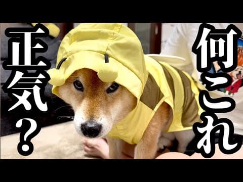 【ブチギレ】柴犬を散歩に連れ出すのが大変過ぎました