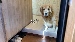 仕事を早退していきなり帰ったら、愛犬がビックリしてたw【ゴールデンレトリバー】