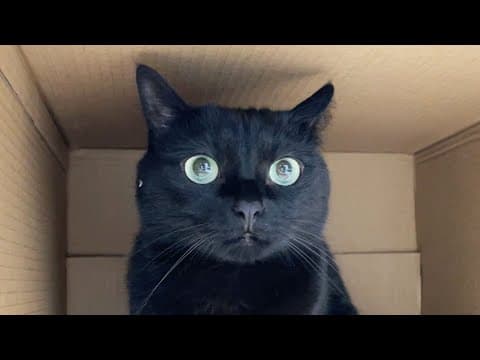 我が家に新たな仲間がやってきた！
