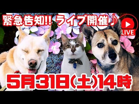 「LIVE」緊急ランチライブを開催男飯でしゅ🐶