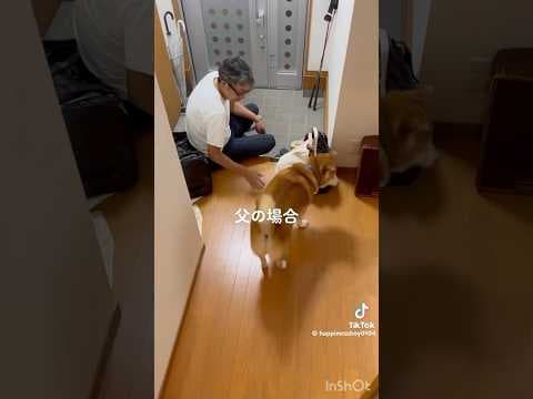 柴犬福 父の日記念👨父と姉とで対応の差が酷い柴犬🤣Sis and father and Shiba🤣#姉と柴 #shorts #funny #funnydog #柴犬 #shiba  #시바견