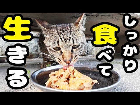 甘えん坊 わがままに育ったタイガ君にご飯をあげると・・・ さくらねこへのエサやり