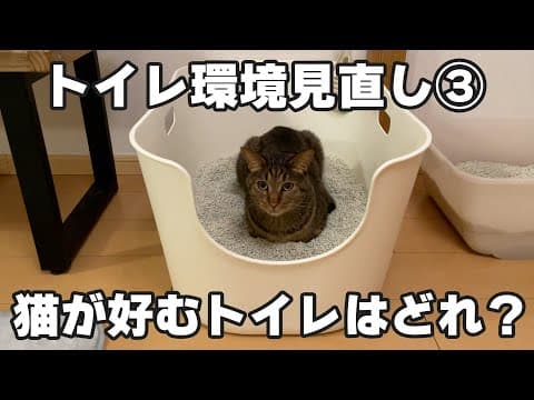 トイレ環境見直し③猫が好むトイレの大きさと形を検証＆猫砂を快適に使う裏技を見つけました！