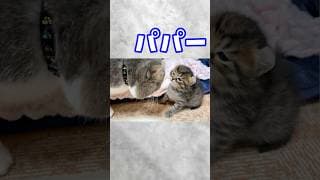 はぐれた子猫がパパを見つけた瞬間の顔が可愛すぎる✨