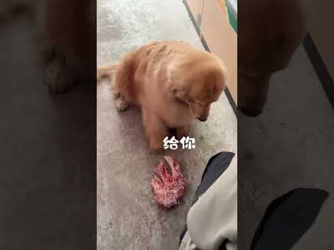Golden Retriever Trade Bone for Cake #shorts #dogs