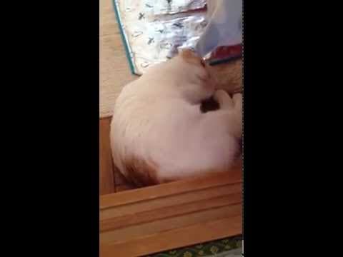 またたび棒に大興奮のスコティッシュフォールドのみるきぃ☆