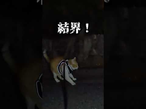 結界が張られて進めない #元野良猫チャチャ#猫武将 ＃ゆるめにたのむ #ネコ #ねこ #猫 #cat