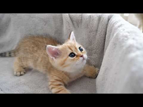 Here is a kitten that falls asleep as soon as it is petted by its owner...