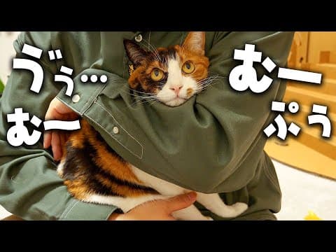 抱っこされると絶対に変な音が出てしまう三毛猫