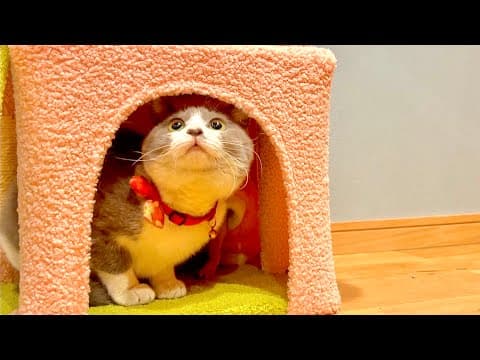【緊急入院】母が倒れたのでしばらく私が猫達のお世話をします。