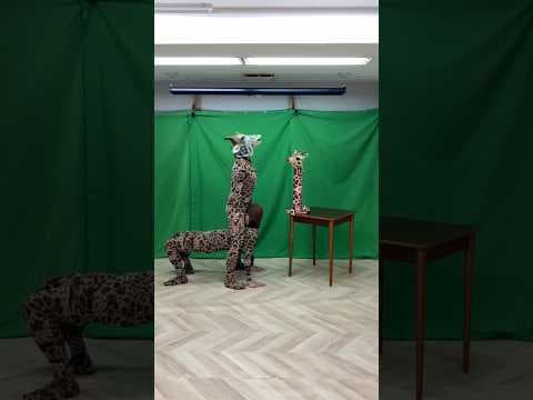 【Giraffe Fight】#Schumacher #シューマッハ #Giraffe
