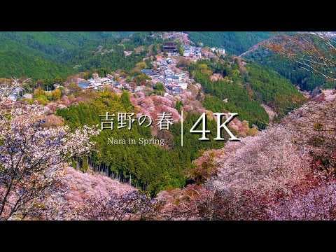 【桜の聖地】吉野山4段桜巡礼｜下千本〜奥千本を歩き尽くす春の絶景旅 4K
