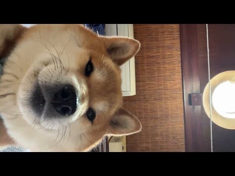 【勝率1割】柴犬と にらっめっこ 耐久