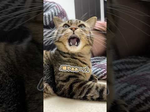 「行っちゃだめぇぇっ！」と、大好きなママにガチギレする猫