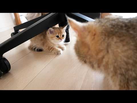Cute kitten that thinks it is hiding but is fully visible...