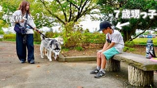 【検証】散歩中に3ヶ月会ってない大好きな甥っ子が不審に座っていたら気付く....？ww　【シベリアンハスキー】