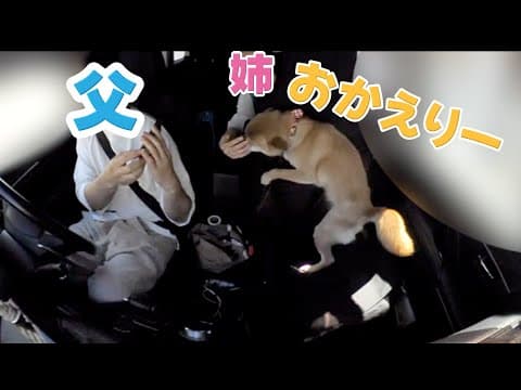 【ドッキリ】いきなりお姉ちゃんが帰ってきて大慌てな柴犬と父　柴犬小夏