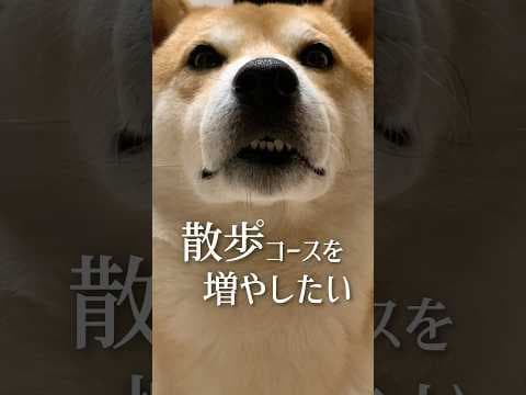 柴犬こむぎと月例意見交換会 #柴犬  #犬 #風呂キャンセル界隈
