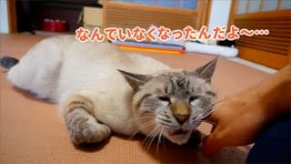 旅行から帰宅した飼い主に甘えまくる猫がかわいすぎる