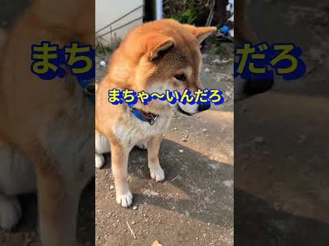 カールしつけ！その後！#柴犬さん #柴犬 #柴犬カール #柴犬と暮らす