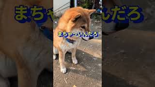 カールしつけ！その後！#柴犬さん #柴犬 #柴犬カール #柴犬と暮らす