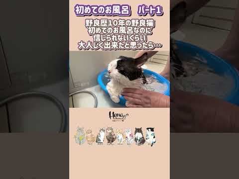 野良猫保護から初めてのお風呂パート1 #保護猫 #cat