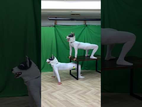 【Dog avoiding the pendulum】#dog #AGT #physics