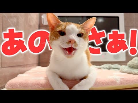お風呂に入っていたら、子猫が突然すごい勢いで話しかけてきたんですが…