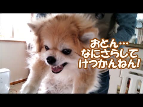 コタ､激怒!オトンの抱っこはありえんわ…