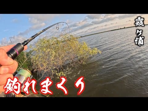 釣れまくりのオリカラワームで霞ヶ浦バス釣り【HPバグ】