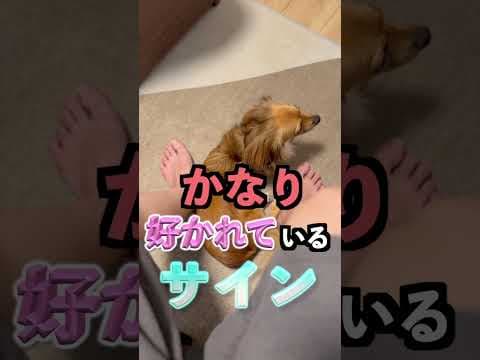 犬が最愛の人にしか見せない行動『4選』 #shorts