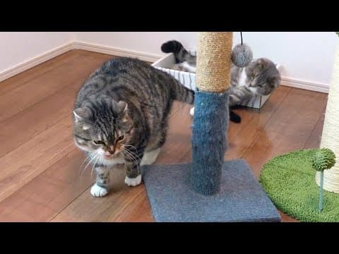 おしゃれなキャットタワーラックを買ったらりっちゃんの運動神経がフル発揮されてしまいました🤣🤣🤣