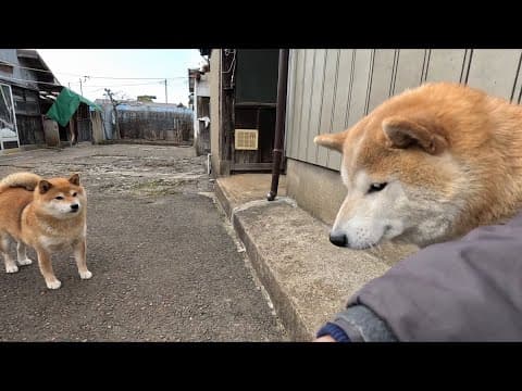 エリザベスカラーが外れた途端にホッペにむしゃぶりつくココさん