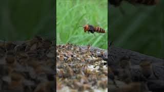 Western Honeybees vs. Giant Hornet: A Brave Defense Battle