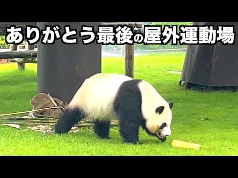 返還前最後の屋外公開に観客涙。ありがとう良浜、結浜、彩浜、楓浜！