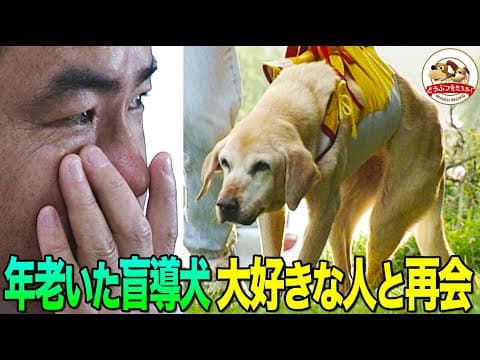 【感涙！生命の力強さ】生死をさまよう盲導犬ミッキーに力を与えたのは、10年間共に歩いた元ユーザーだった。３年ぶりの再会で奇跡が…（小島一慶ナレーション復刻版）【どうぶつ奇想天外／WAKUWAKU】
