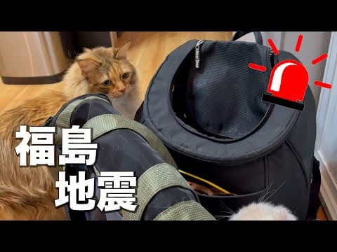 地震直後、猫バックに自分から入る怖がりなマロン