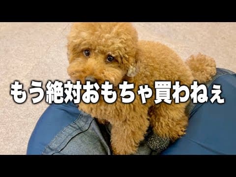 【野生味】これが室内犬"トイプードル"とかいう人気犬種。笑