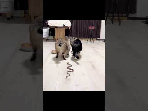 【検証】背後にヘビがいたらどうなる？リアクションが面白すぎた！#リアクション動画 #検証ドッキリ #shorts #ねこのいる生活  #驚き映像
