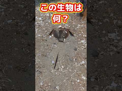 カブトガニって何者?