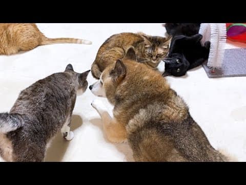 気遣いをする優しい柴犬を想う猫の行動が可愛すぎました