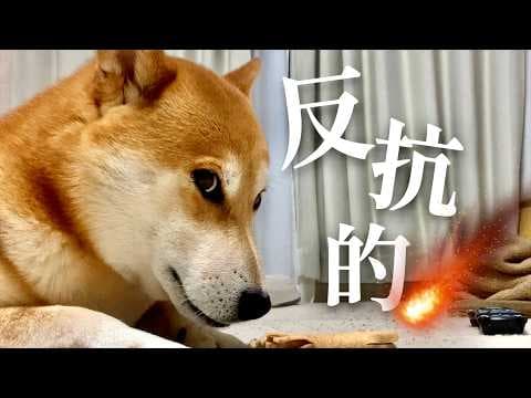 柴犬と睡魔の激しい戦いがここにある【梅雨の寝苦しい夜に】
