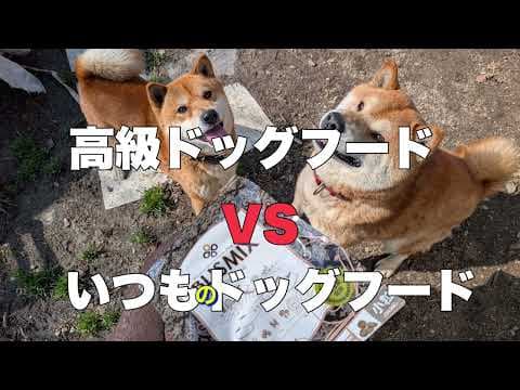高級ドッグフードvsいつものドッグフード❗️