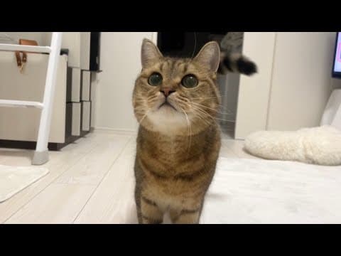 なんだか楽しそうにルンルン歩きで近づいてくる猫が可愛すぎる…