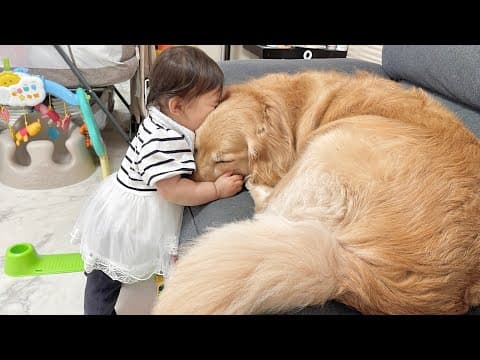 定期的に1歳児に大好きの気持ちを伝えられに来るゴールデンレトリバー
